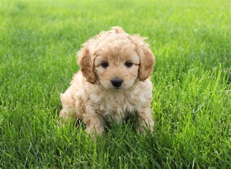 Are Cockapoo Puppies