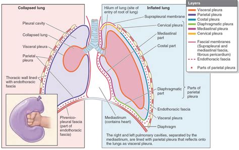 ปักพินในบอร์ด anatomy