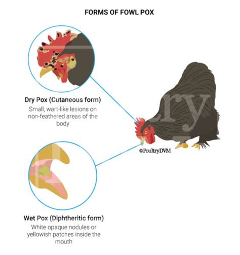 Fowl pox in Chickens