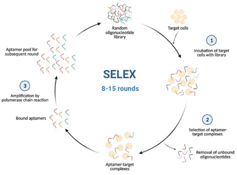 Biosensors | Free Full-Text | Advances in Aptamer-Based Biosensors and ...