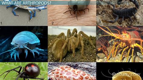 Arthropod | Definition, Types & Evolution - Lesson | Study.com