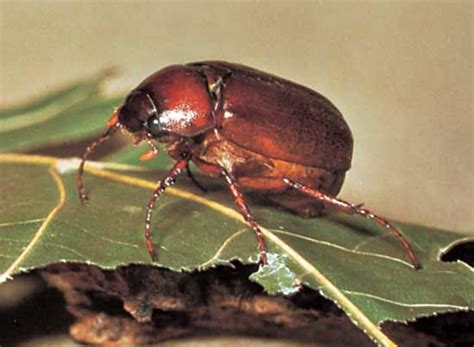 June beetle | Description, Life Cycle, & Facts | Britannica