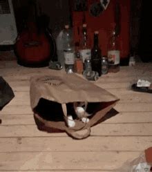 Cat In A Bag Cat In Bag GIF - Cat In A Bag Cat In Bag Silly Kitty ...