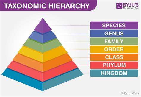 Taxonomic Hierarchy In Biological Classification