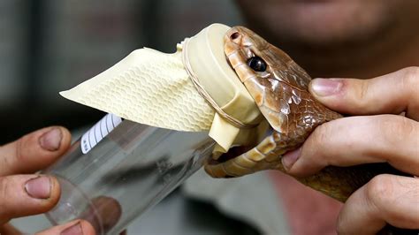 The world's most venomous snake - Milking the Inland Taipan - YouTube