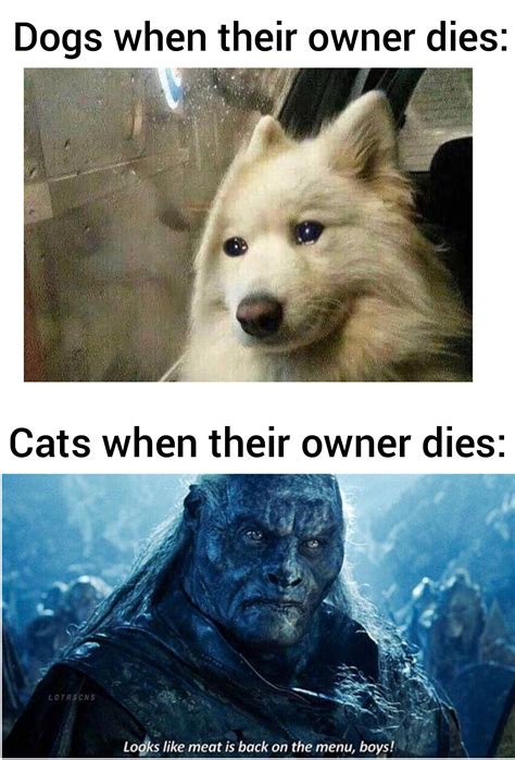 Dogs vs Cats : r/memes