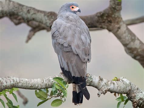 Harrier Hawk