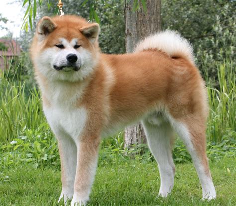 Puppy Expressions | Akita dog, Japanese dogs, Dog breeds