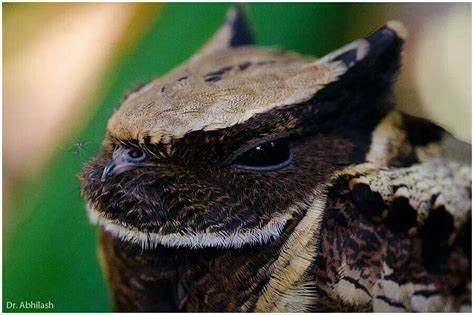 🔥 the Great Eared Nightjar looks like it has a smaller bird that lives ...