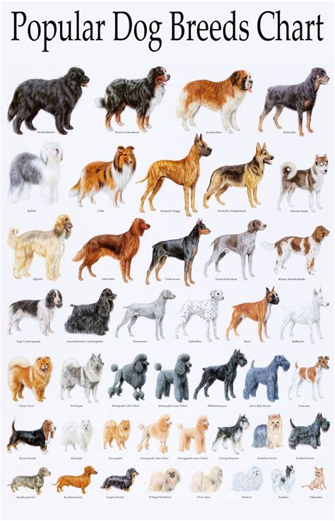 Popular Dog Breeds Chart 18"x28" (45cm/70cm) Poster