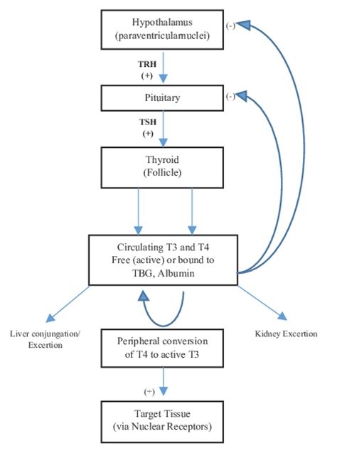 The Flowchart of Thyroid Hormones Regulation [2] | Download Scientific ...