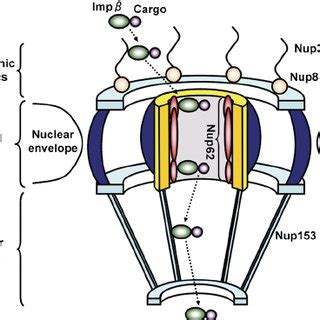 Schematic representation of the structure of a nuclear pore complex ...