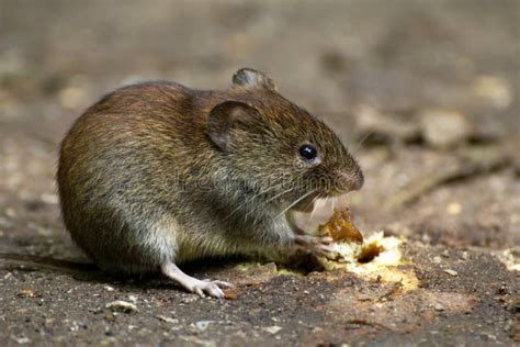 Common Vole stock photo. Image of leaf, bank, cute, habitat - 66230878