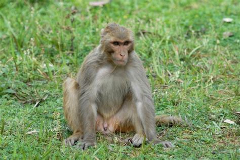 Makak rhesus (Macaca mulatta) - ChovZvířat.cz