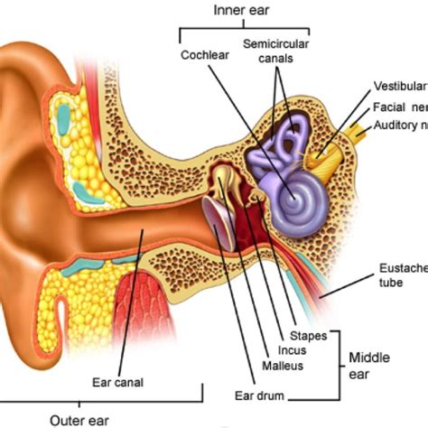 2: Figure showing an unwound cochlea. Due to the physical properties of ...