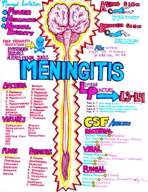 emDOCs.net – Emergency Medicine EducationMeningitis - emDOCs.net ...