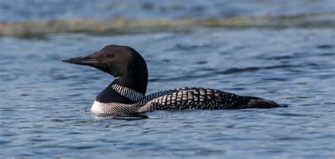 Loon Spiritual Meaning, Symbolism, and Totem | (2022)