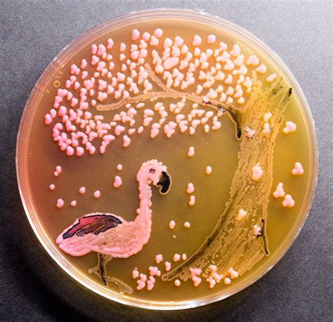 Winners of the 2016 agar art competition – in pictures | Biotechnology ...