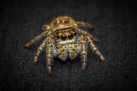 Nature curiosity: Why do spiders have so many eyes? | Forest Preserve ...