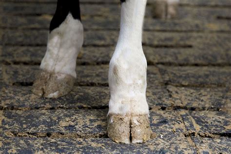 Cow foot health: Get protocols right at housing - Dairy Global