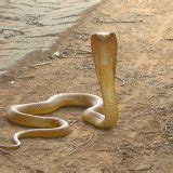 Cape Cobra Facts and Pictures