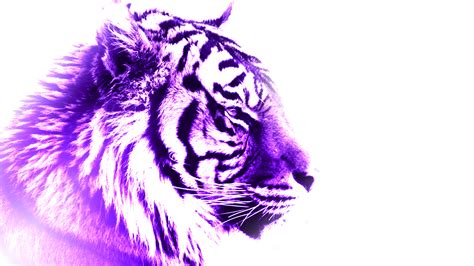 Purple Tiger by FlamingShrapnel on DeviantArt