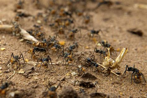 Ants vs Termites (Termites lost) by Hugh Mitchell on YouPic