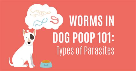 Finding Worms in Dog Poop? Check Out Our Guide to Dog Parasites