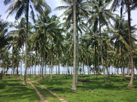 Aplikasi GIS Potensi Daerah - Perkebunan - Perkebunan Kelapa Ngambur