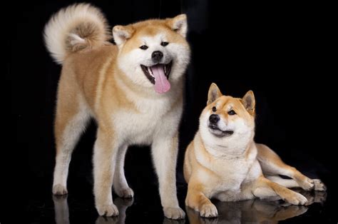 Shiba Inu Vs Akita: What Are The Main Differences Between The Two ...