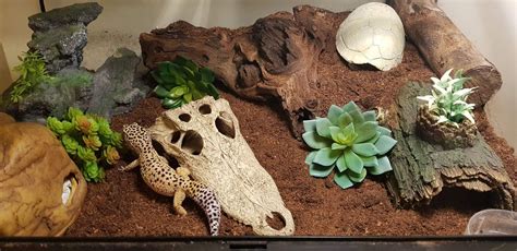 How to Set Up a Leopard Gecko Terrarium? in 2021 | Leopard gecko ...