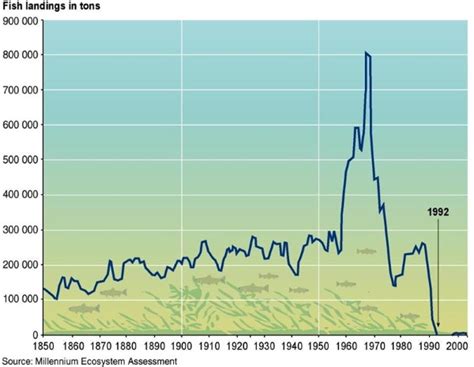 Pannell Discussions » 285 – The collapse of North Atlantic Cod » Ideas ...