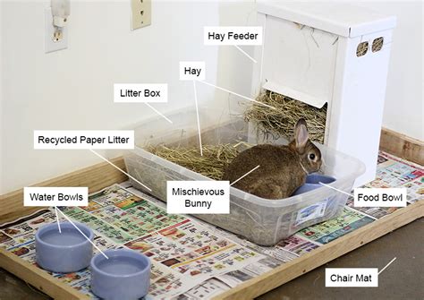 How to Care for a Pet Rabbit - My House Rabbit