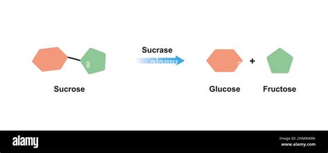 Sucrase enzyme, illustration Stock Photo - Alamy