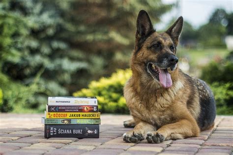 The 72 Best Dog Training Books and DVDS: From Puppies to Old Age ...