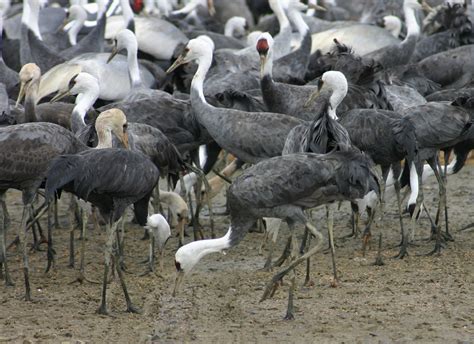 Vickie Henderson Art: Hooded Crane at Hiwassee Wildlife Refuge in Tennessee