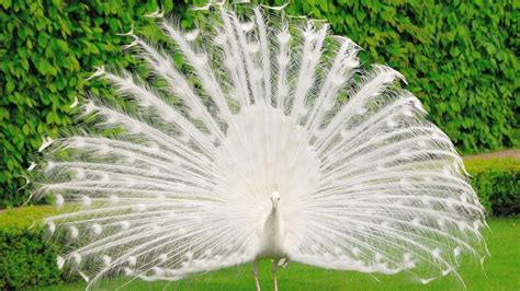 White Peacock Wallpaper HD - Live Wallpaper HD