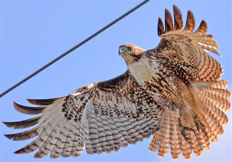 Six Quick Questions to Help You Identify Red-Tailed Hawks | Audubon