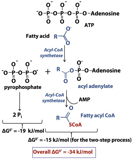 Fatty Acid Beta Oxidation – BIOC*2580: Introduction to Biochemistry