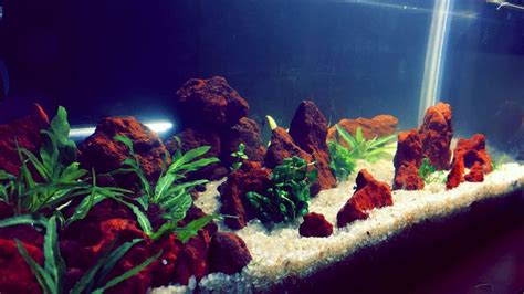 Lava rock in your aquarium – Freshwater Aquarium Plants Chicago ...