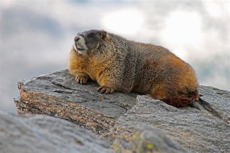 Marmot - DarrenCaelin