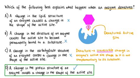 Question Video: Describing What Happens to the Structure of An Enzyme ...