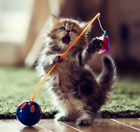 Kitten Playing With Toy Pictures, Photos, and Images for Facebook ...