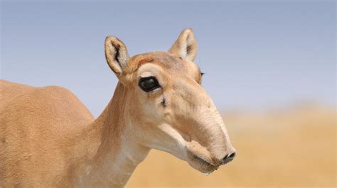 Saiga | San Diego Zoo Animals & Plants