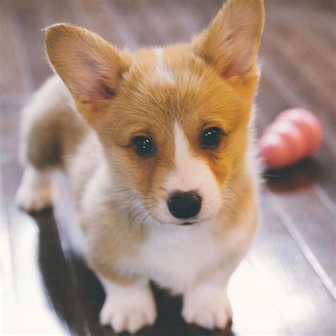 Corgi Dog Breed Information, Images, Characteristics, Health