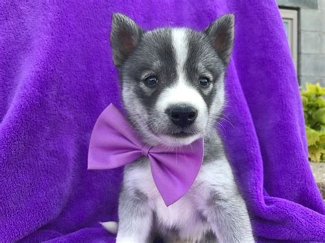 Huskimo puppy for sale in QUARRYVILLE, PA. ADN-42603 on PuppyFinder.com ...