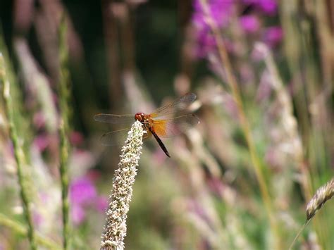 Orange dragonfly Free Photo Download | FreeImages