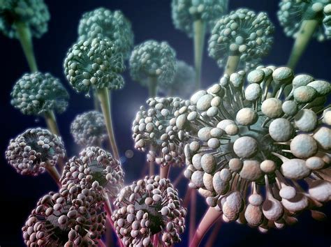 Aspergillus Fumigatus Fungus Photograph by As&k Visual Science/science ...