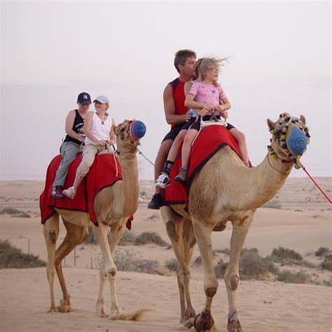 The Camel Desert Safari in Dubai - Enjoy the Ride at lowest price