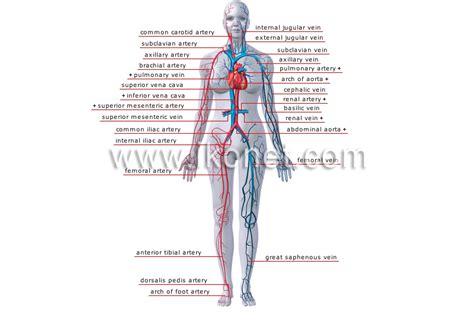 human being > anatomy > blood circulation > principal veins and ...